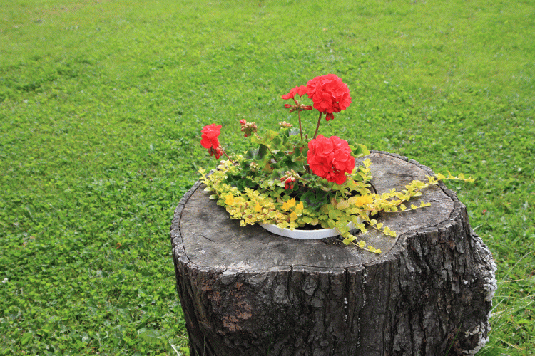 9b4a49c9ae2328c309a749f6fe655a9b_1679016291_303.gif